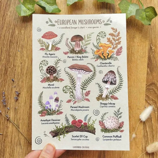 European Mushroom Art Print, Vintage Inspired Mushroom Chart, Botanical Fungi Wall Art, Cottagecore Forest Decor, A5 Woodland Print