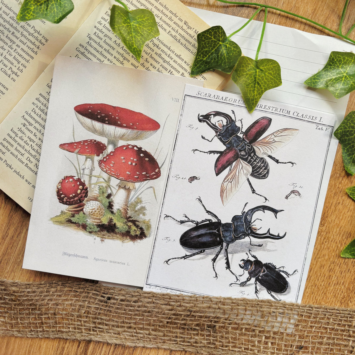 fly agaric art print stag beetle art print on book