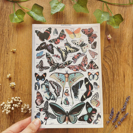 Vintage French Butterfly Chart Art Print A5, 1800s Victorian Moth Illustrations, Vintage Fairycore Wall Art
